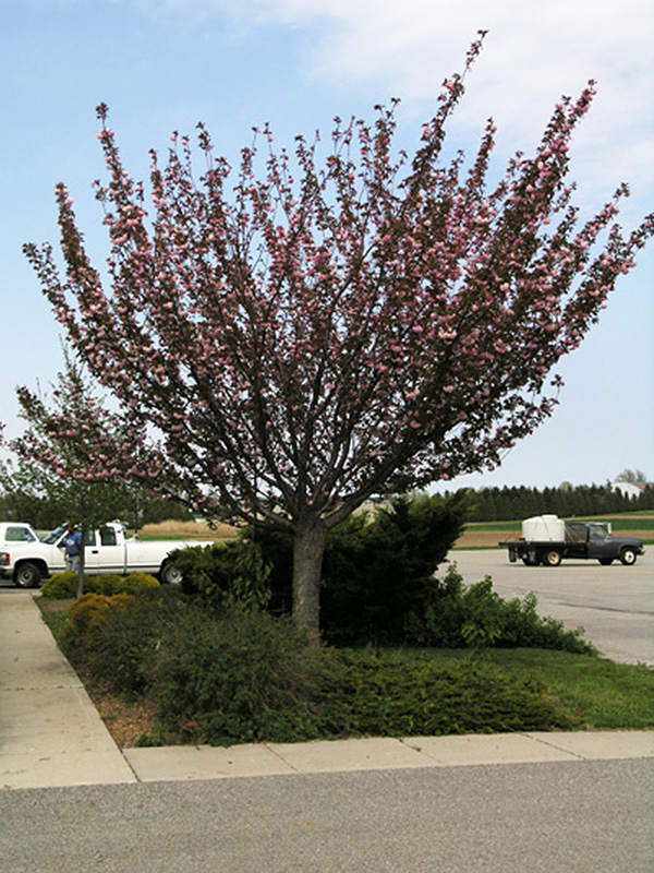 Prunus -serrulata-Kwanzan-fm-1.jpg